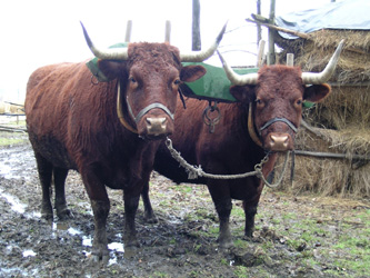 Oxen