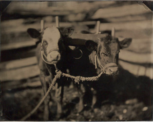 Oxen